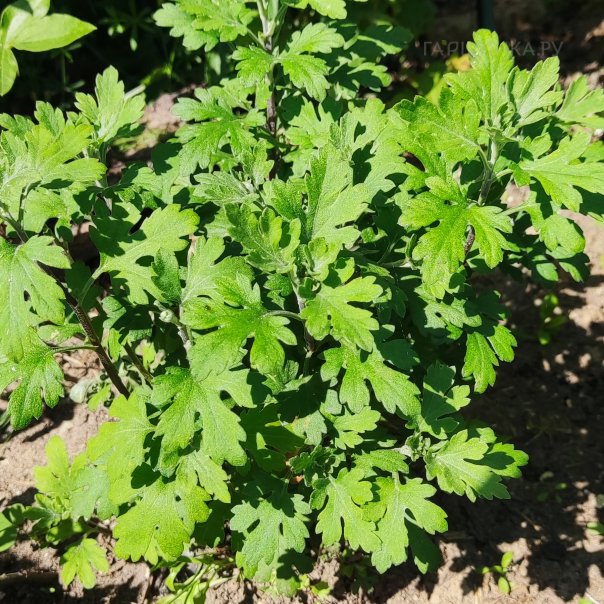 превью изображения отзыва