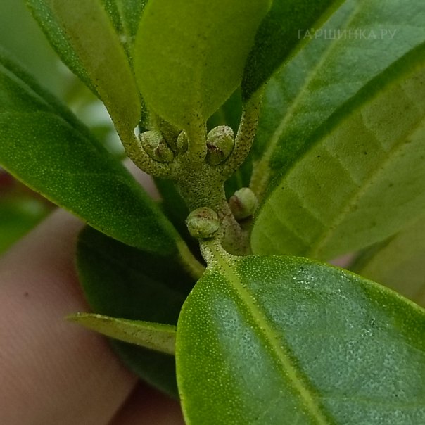 превью изображения отзыва