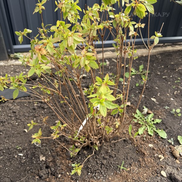 превью изображения отзыва