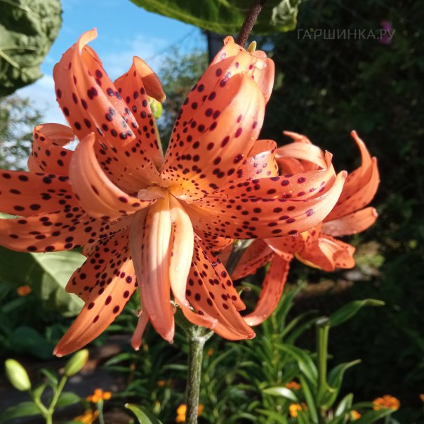 превью изображения отзыва