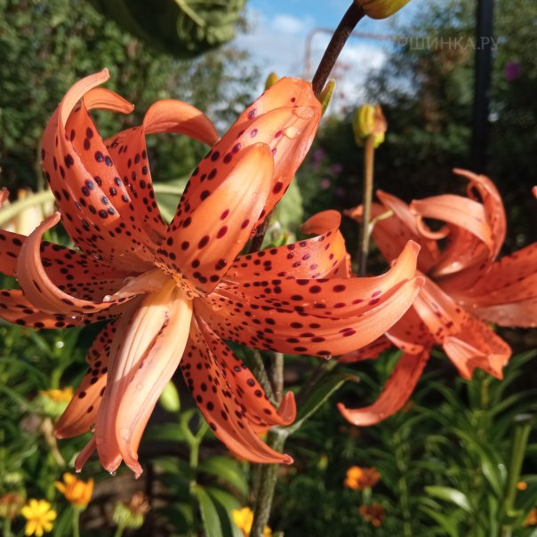 превью изображения отзыва