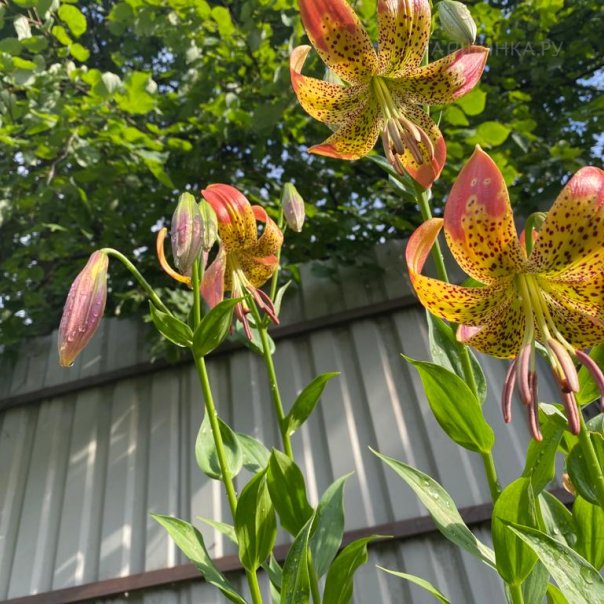 превью изображения отзыва