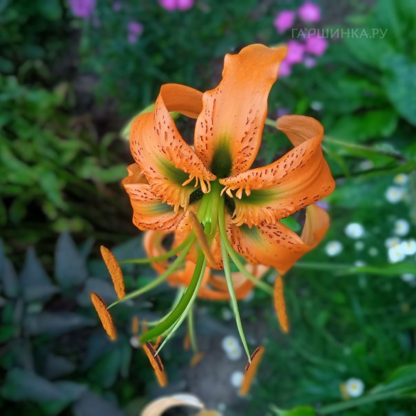 превью изображения отзыва