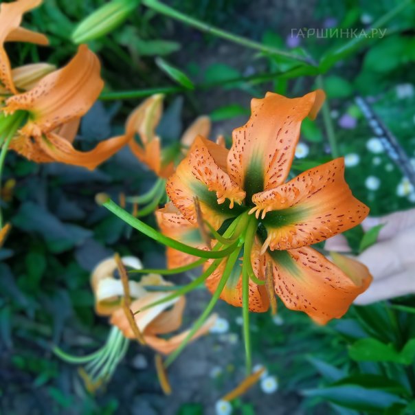 превью изображения отзыва