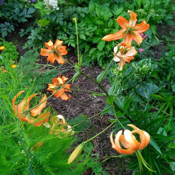 превью изображения отзыва