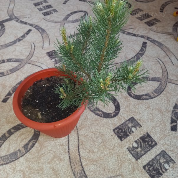 превью изображения отзыва