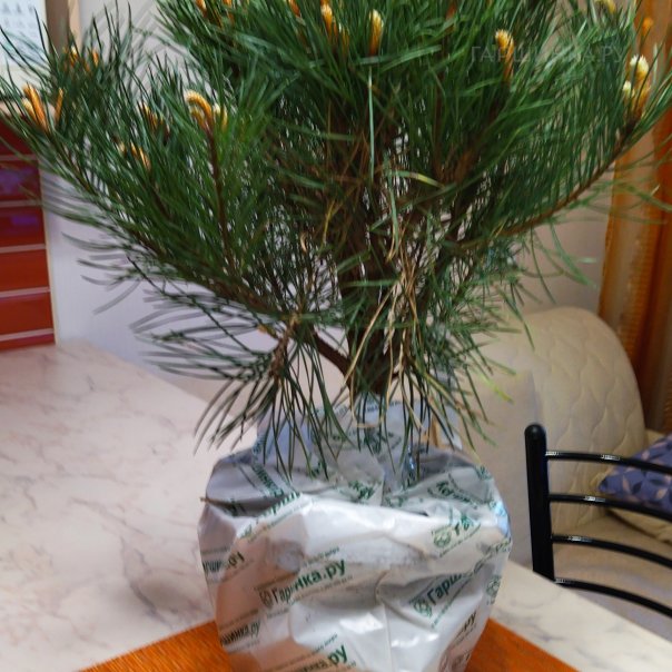 превью изображения отзыва