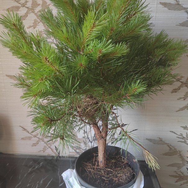 превью изображения отзыва