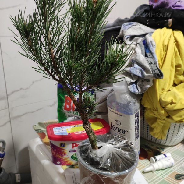 превью изображения отзыва