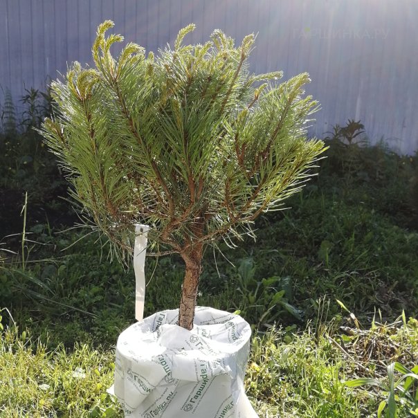 превью изображения отзыва