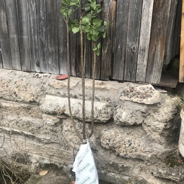 превью изображения отзыва