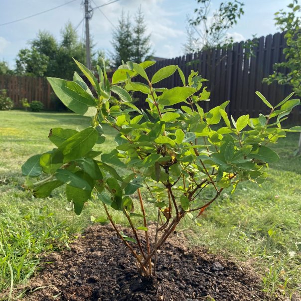 превью изображения отзыва