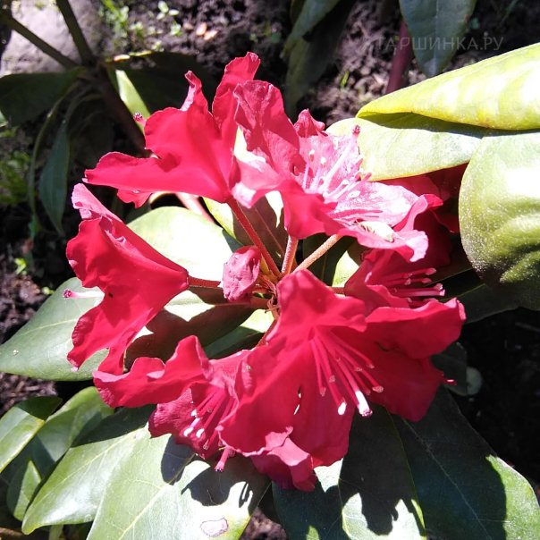 превью изображения отзыва