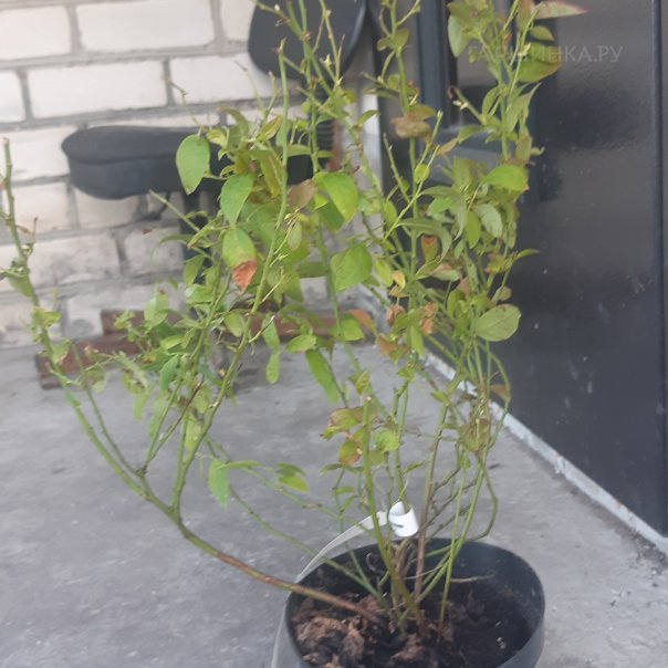 превью изображения отзыва