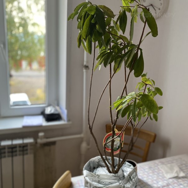 превью изображения отзыва