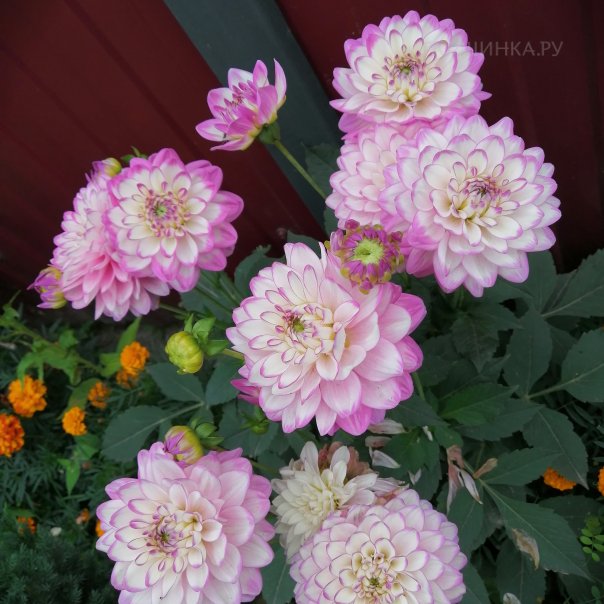 превью изображения отзыва