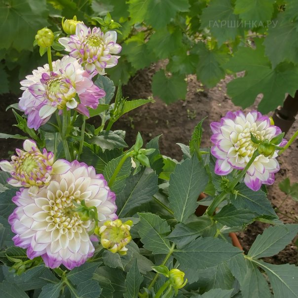 превью изображения отзыва