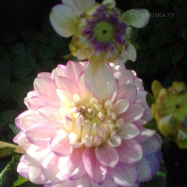 превью изображения отзыва