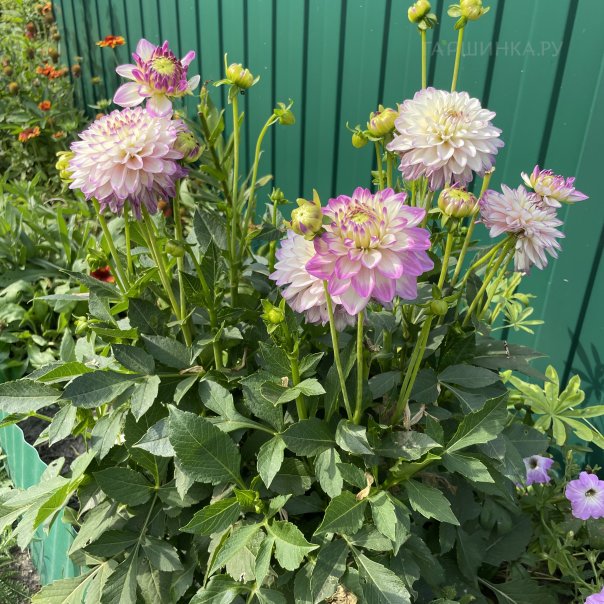 превью изображения отзыва