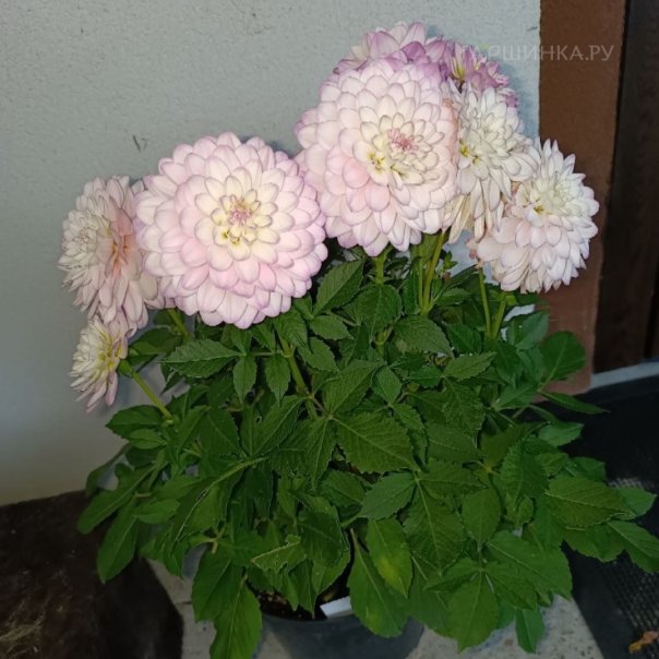 превью изображения отзыва