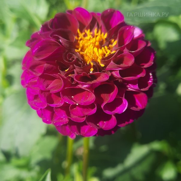 превью изображения отзыва