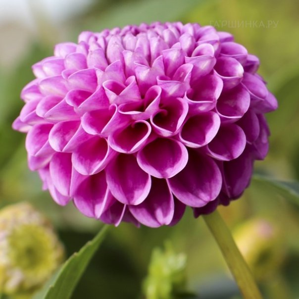 превью изображения отзыва