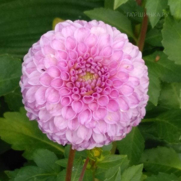 превью изображения отзыва