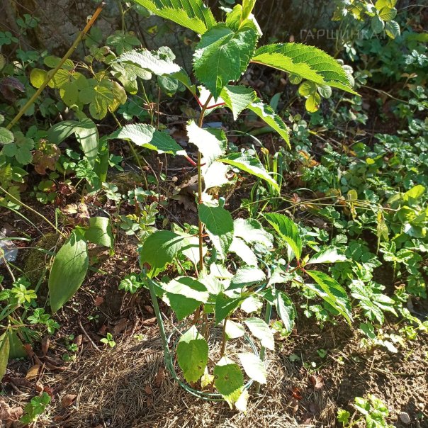 превью изображения отзыва