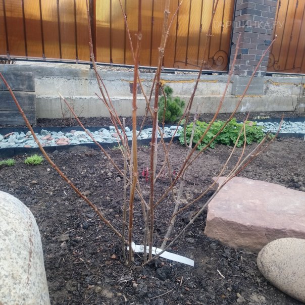 превью изображения отзыва