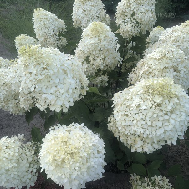 превью изображения отзыва