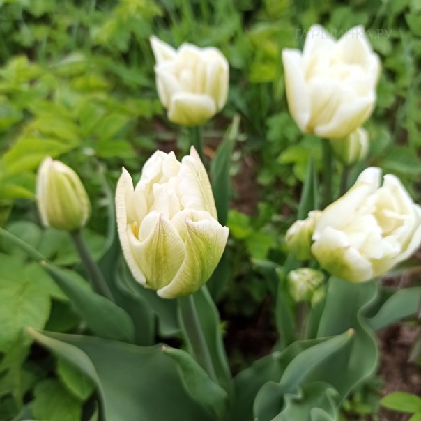 превью изображения отзыва