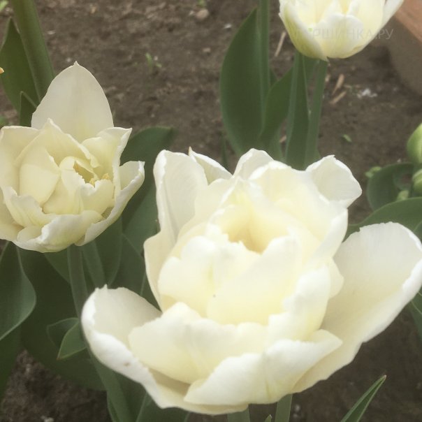 превью изображения отзыва