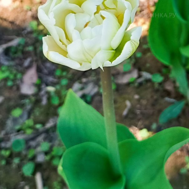 превью изображения отзыва