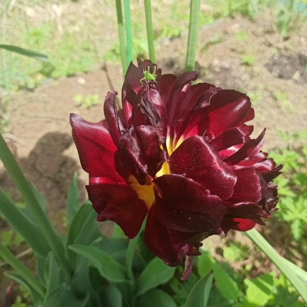 превью изображения отзыва