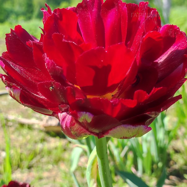 превью изображения отзыва