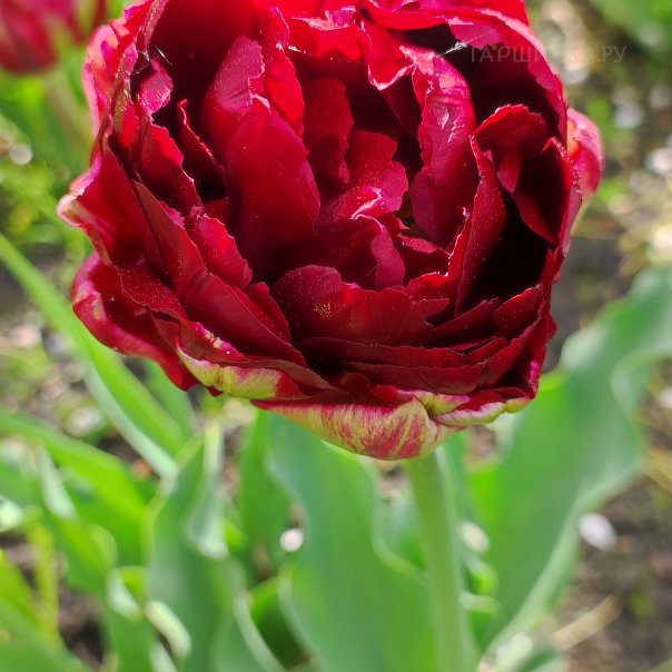 превью изображения отзыва