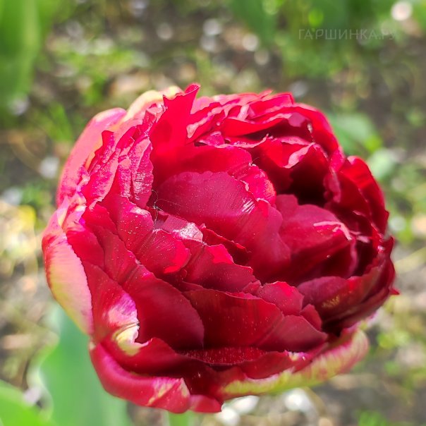 превью изображения отзыва