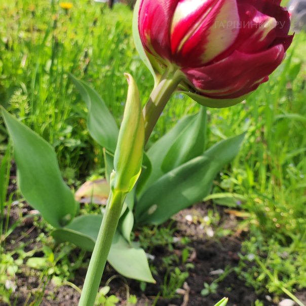 превью изображения отзыва