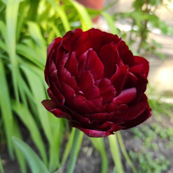 превью изображения отзыва