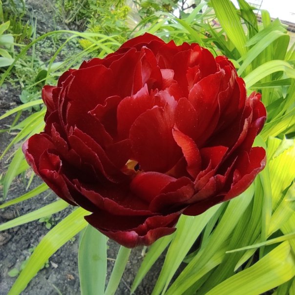 превью изображения отзыва