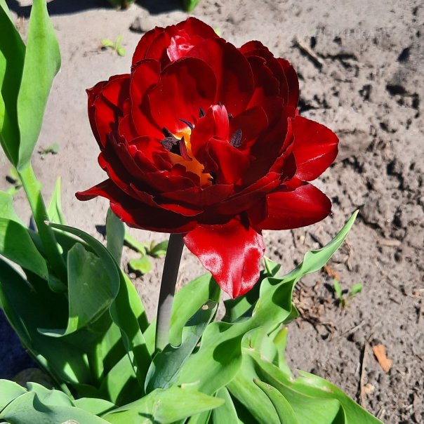 превью изображения отзыва