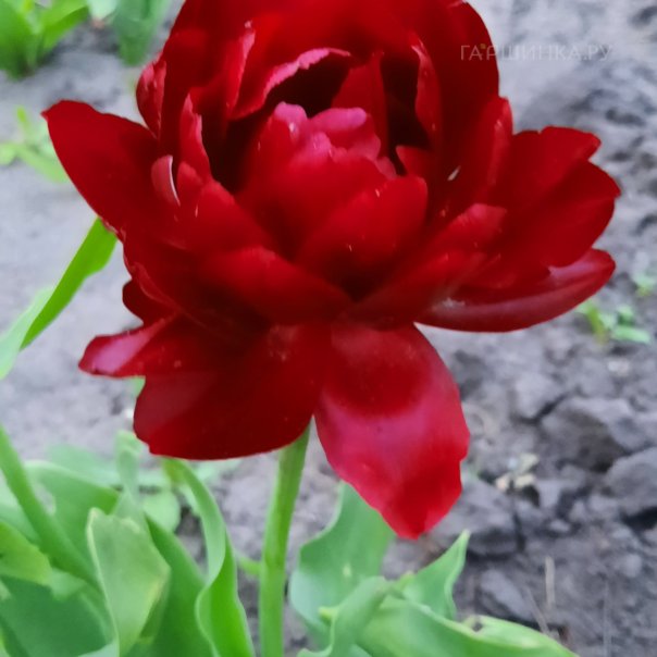 превью изображения отзыва