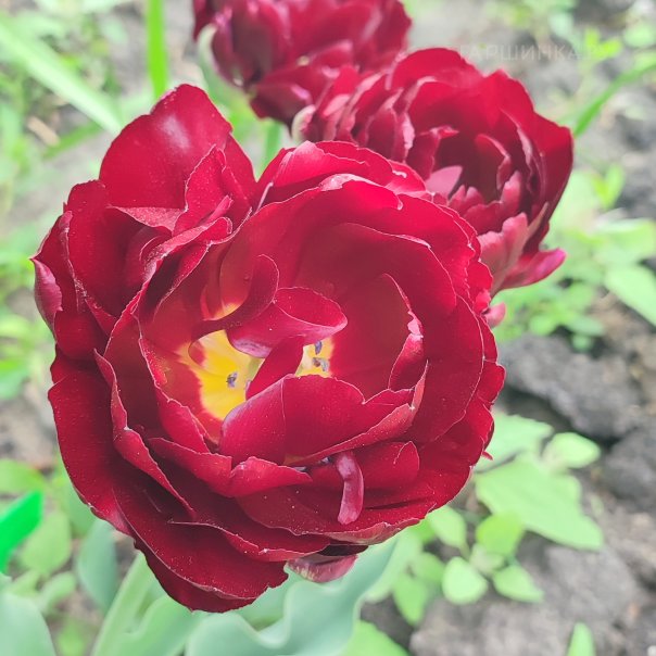 превью изображения отзыва