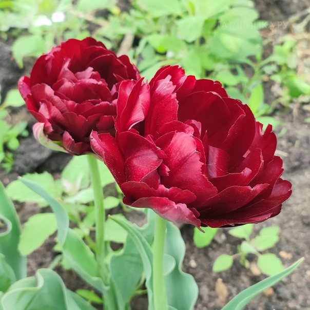 превью изображения отзыва