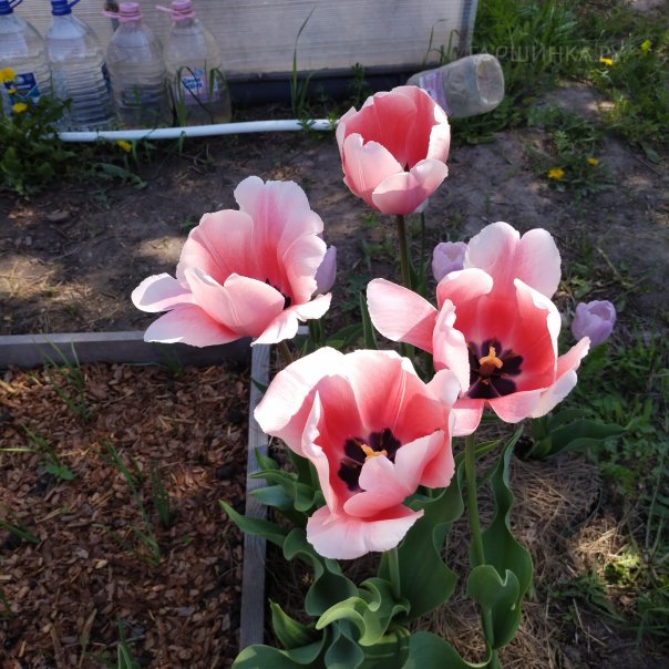 превью изображения отзыва