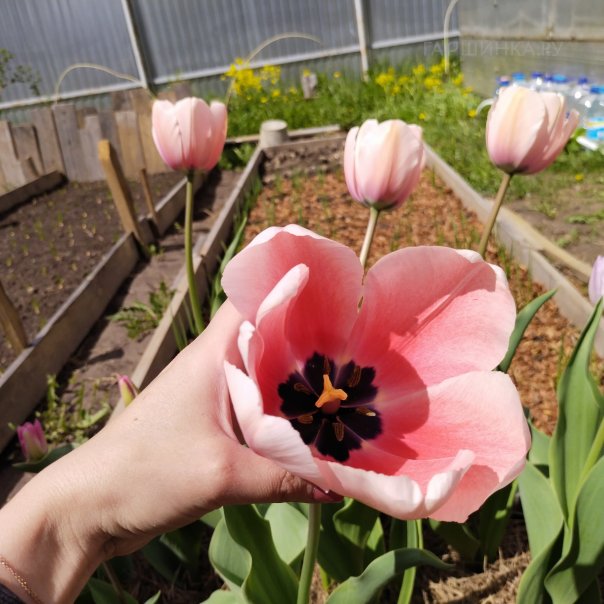 превью изображения отзыва