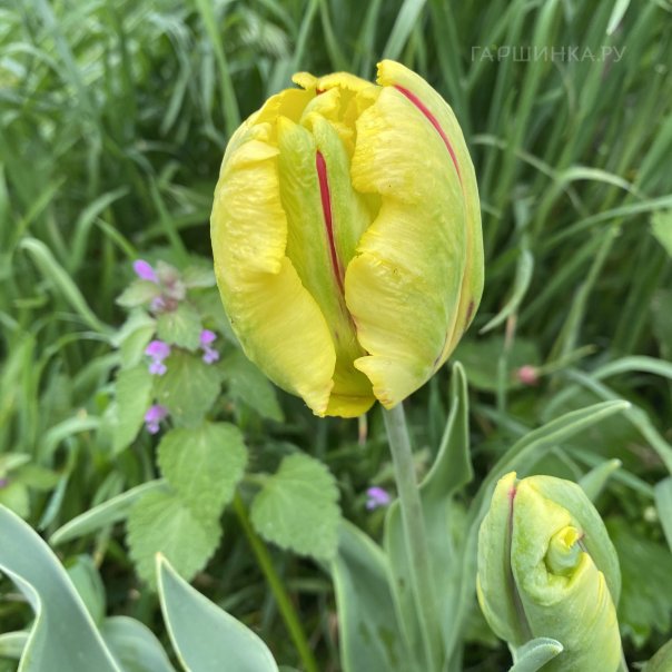 превью изображения отзыва