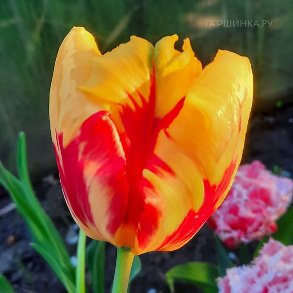 превью изображения отзыва