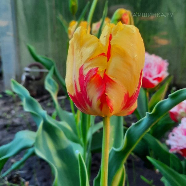 превью изображения отзыва