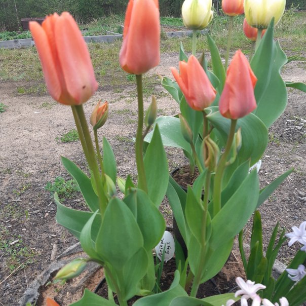 превью изображения отзыва